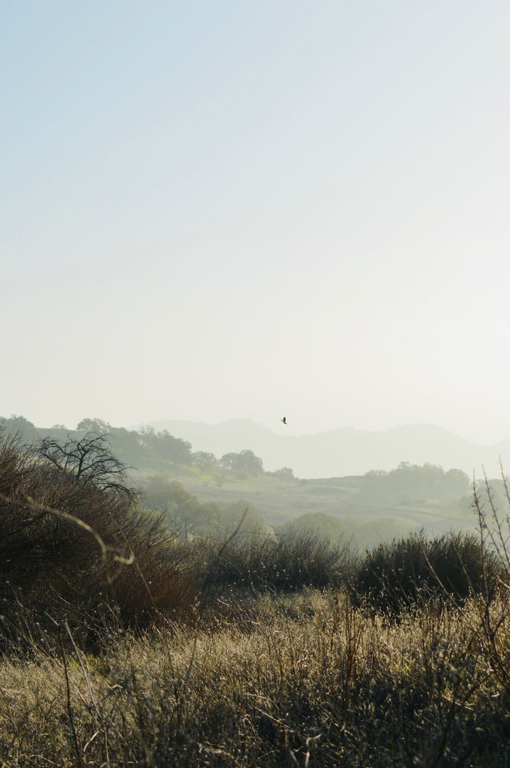 One of the best things about living in the East Bay? You’re never more than a few minutes away from