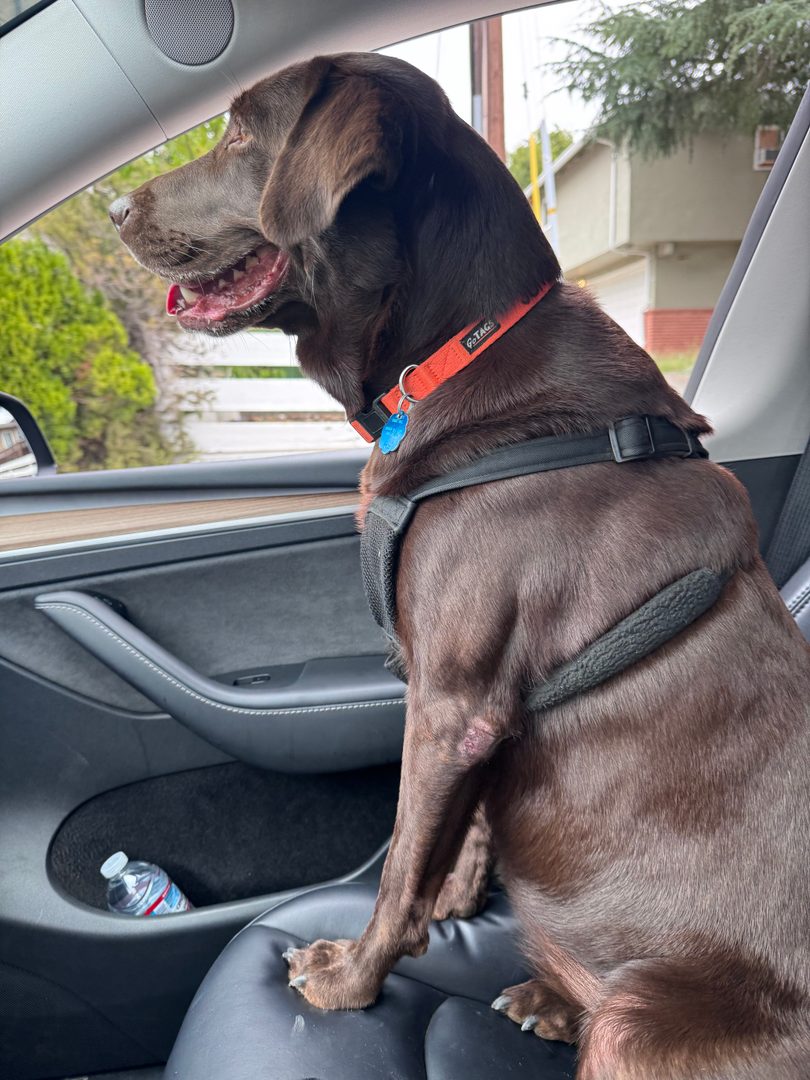 Open house duty with my favorite sidekick, Juno. 🐾🏡

She’s keeping a close eye on the neighborhood—and making sure every open house sign is exactly where it needs to be. Serious business. 😂

#OpenHouseDay #real estate agentLife #JunoOnDuty #CastroValleyRealEstate #DreamRealEstateGroup