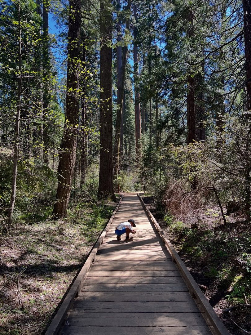 These were some big trees! Thankful for Mother Nature and the joy of living in California. This quick drive, less than 3 hours, from Oakland past Modesto led us to the Calaveras county where Big Trees National Park shared the awe of giant sequoias. Highly recommend this spring break getaway 🌲