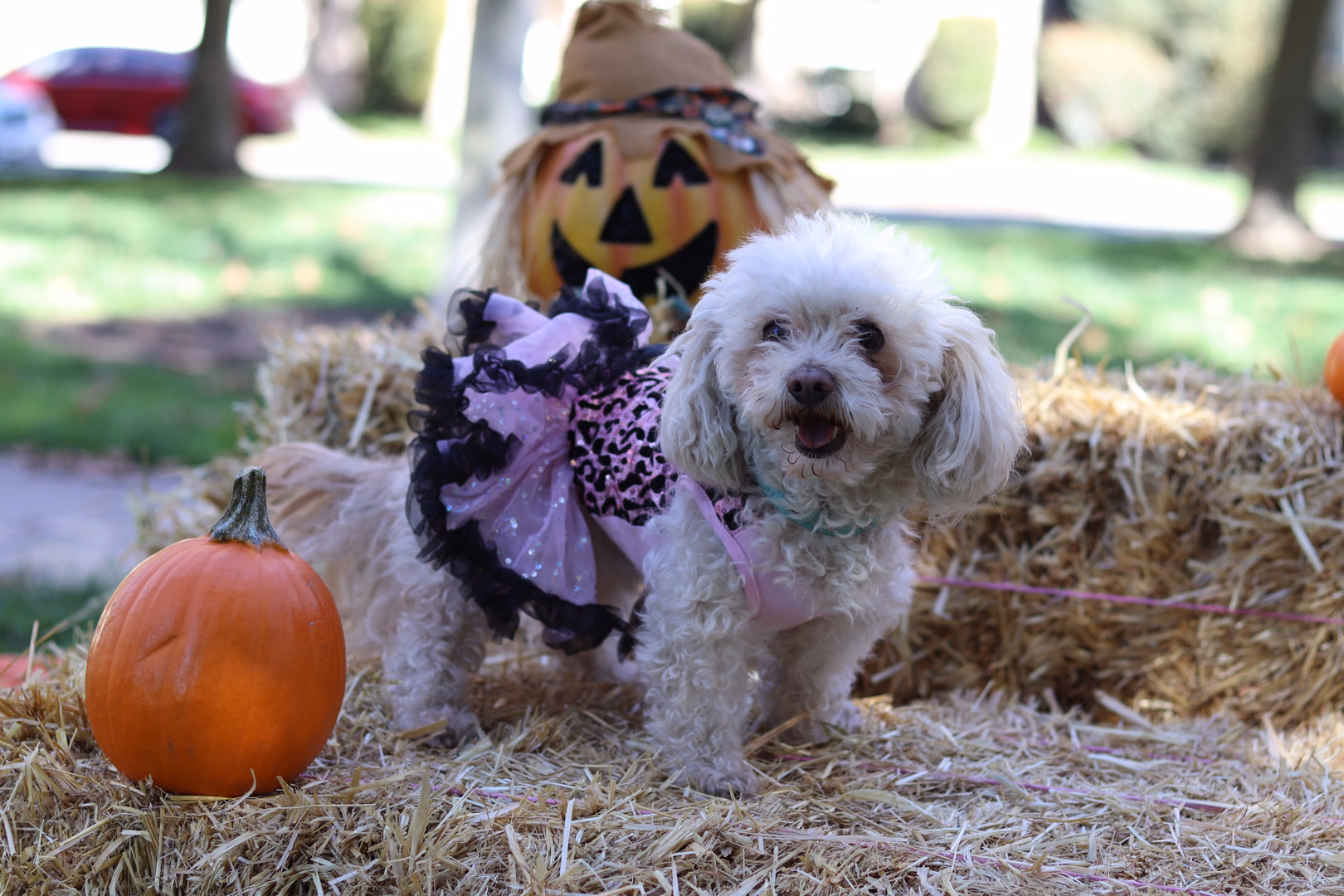 Halloween in Vacaville: Candy Cane Lane, the Downtown Candy Stroll & a Local's Guide to Trick-or-Treat