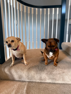 My fur babies 