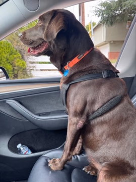 Open house duty with my favorite sidekick, Juno. 🐾🏡

She’s keeping a close eye on the neighborhood—and making sure every open house sign is exactly where it needs to be. Serious business. 😂

#OpenHouseDay #real estate agentLife #JunoOnDuty #CastroValleyRealEstate #DreamRealEstateGroup